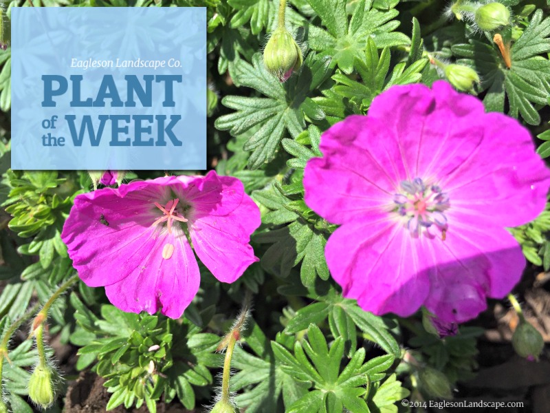 Read more about the article Plant of the Week – Using Hardy Geranium in your Landscaping