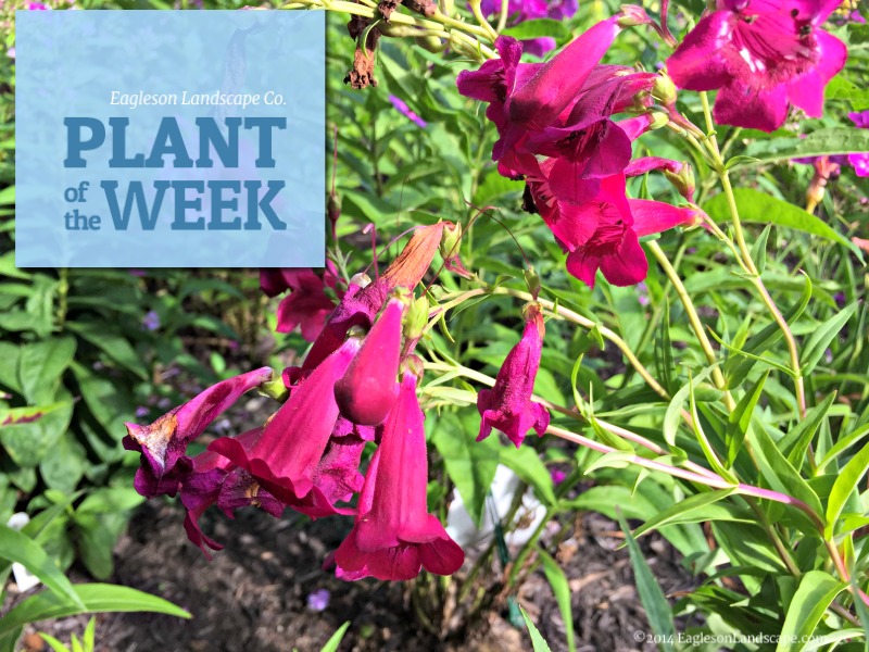 Read more about the article Plant of the Week – Using Beardtongue in Your Landscaping