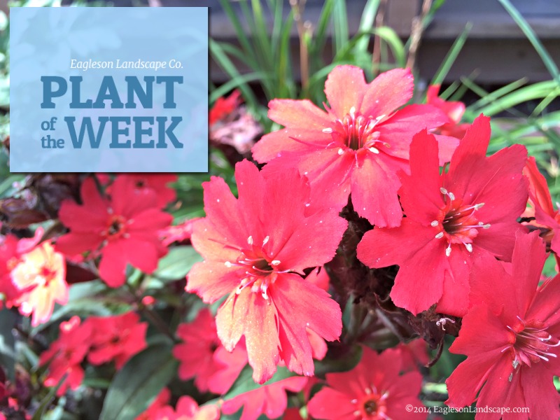 Read more about the article Plant of the Week – Using Maltese Cross in Your Landscaping