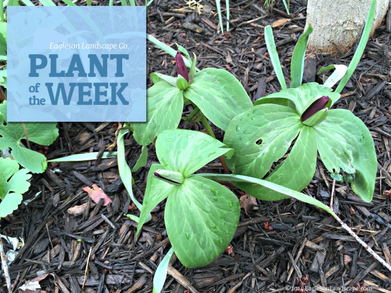 Read more about the article Plant of the Week – Using Trillium in Your Landscaping