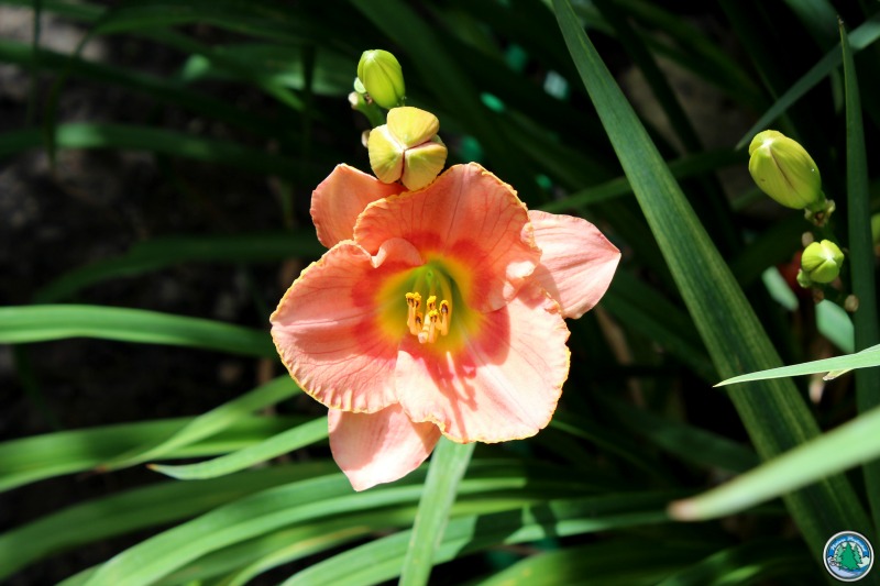 Read more about the article Eagleson Yard: The Dashing Daylily