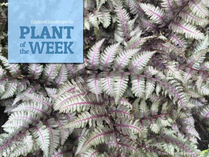 Read more about the article Plant of the Week – Using Painted Fern in Your Landscaping