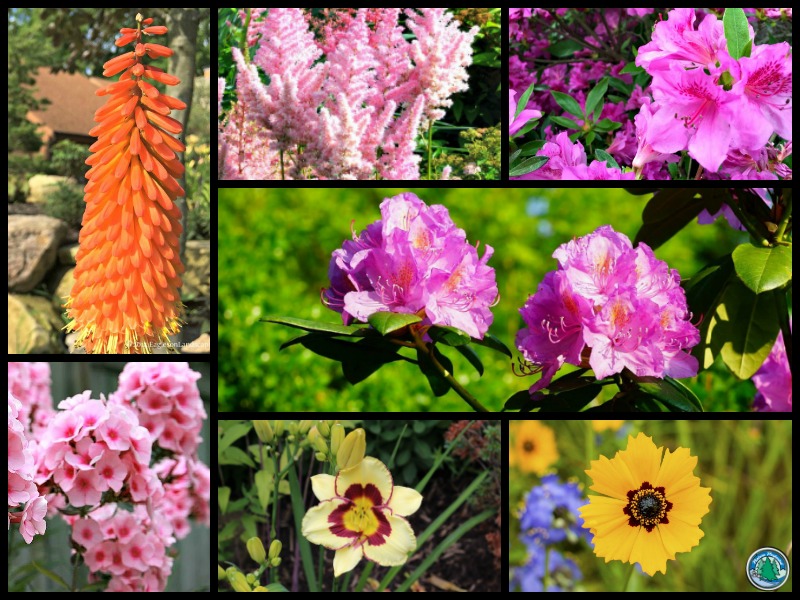Read more about the article Plant Combinations for Central Indiana Area