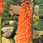 plant combinations | red hot poker
