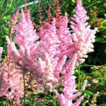 plant combinations | astilbe