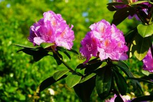 plant combinations | Rhododendron