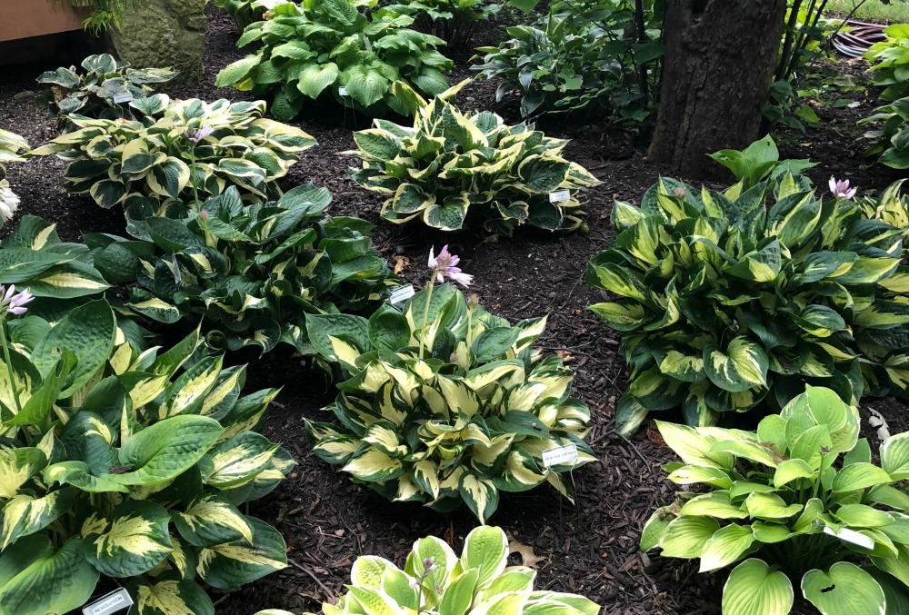 Read more about the article Bill and Elizabeth’s Summer Adventure: Hosta Heaven
