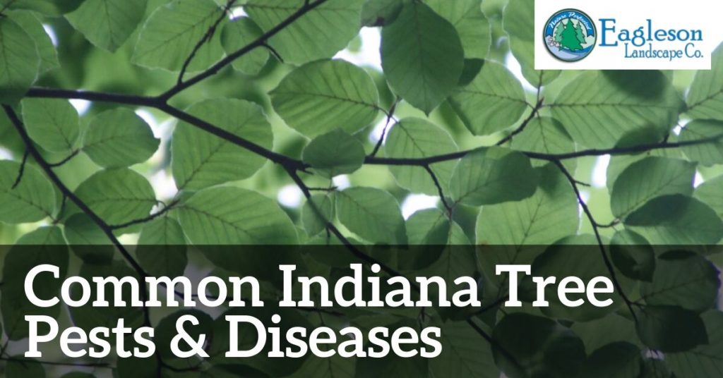 Read more about the article Common Indiana Tree Pests & Diseases