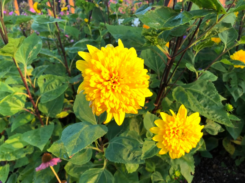 Read more about the article Landscape Design Advice: Late Season Bloomers for Your Fall Garden