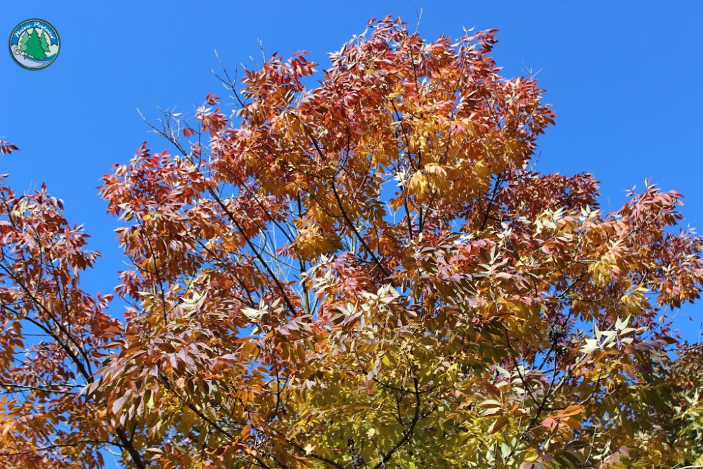 Read more about the article Fall Landscape Maintenance is Different Than Spring