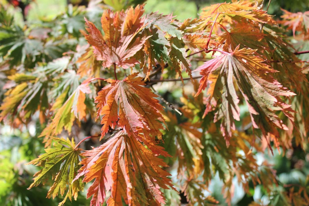 Read more about the article Missing Fall Color in Your Landscape? Plant now for next year