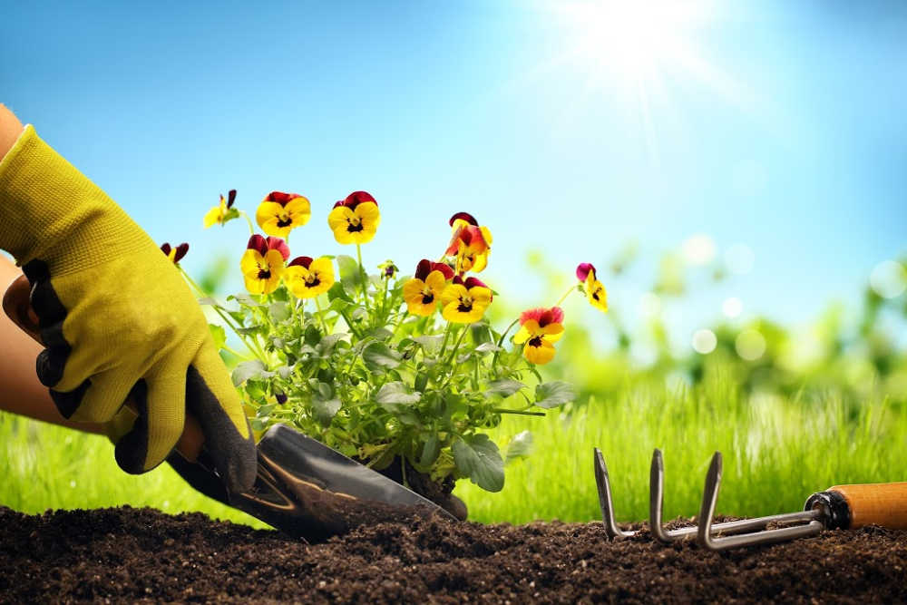 Read more about the article Must-Have Tools for the Home Gardener