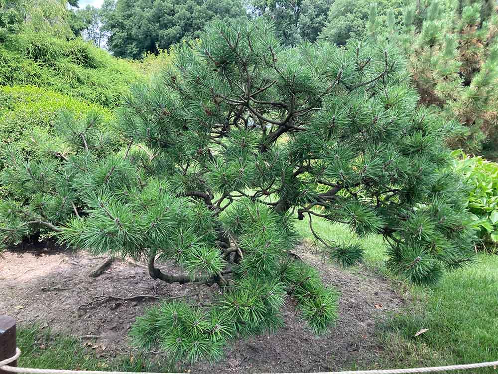 image of elegant conifer tree in a garden - Eagleson Meadows