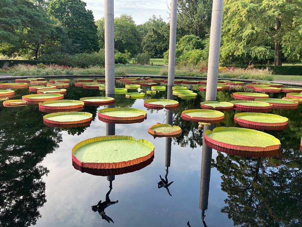 Image of a pond with large lily pads