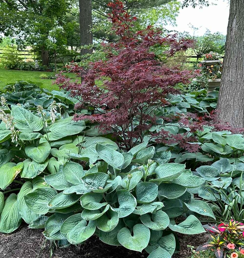 image of large Hosta and a Japanese Maple